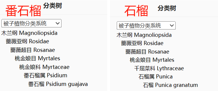 這種水果維C比蘋果高21倍，春天吃正好！