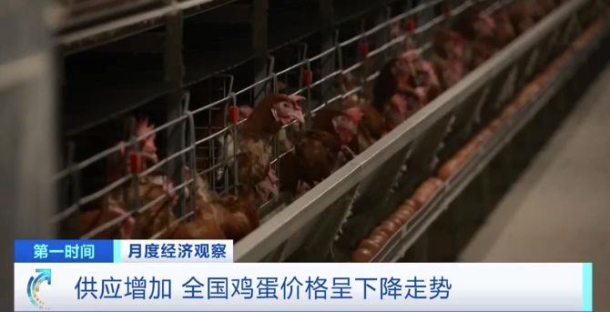 需求減少、供應(yīng)增加 全國雞蛋價格呈下降走勢