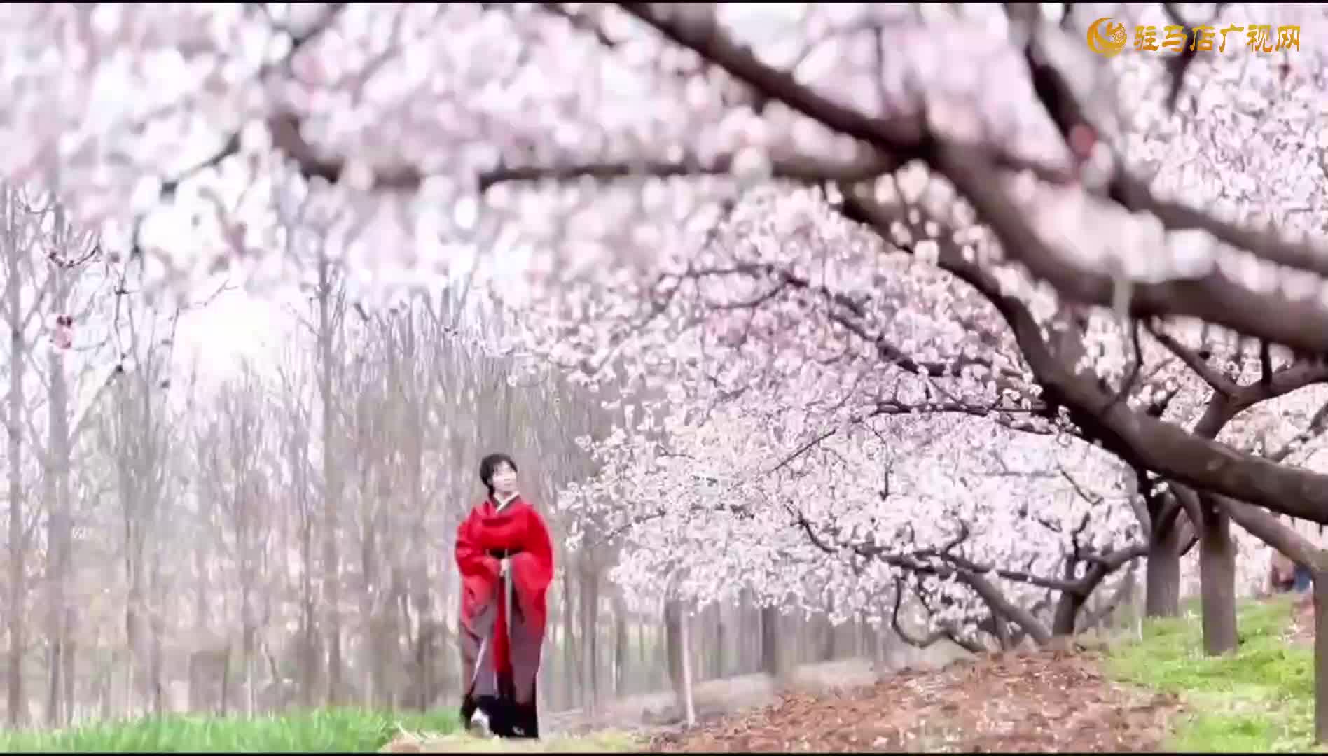 千樹(shù)杏花霜雪艷 萬(wàn)枝春色引客歡