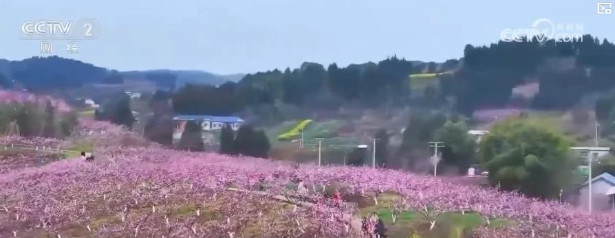 以“花”為媒、以“旅”促農(nóng) 勾勒鄉(xiāng)村振興新圖景