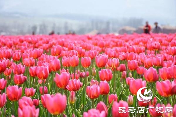 【邀您打卡】3月22日，嵖岈山郁金香園盛大啟幕