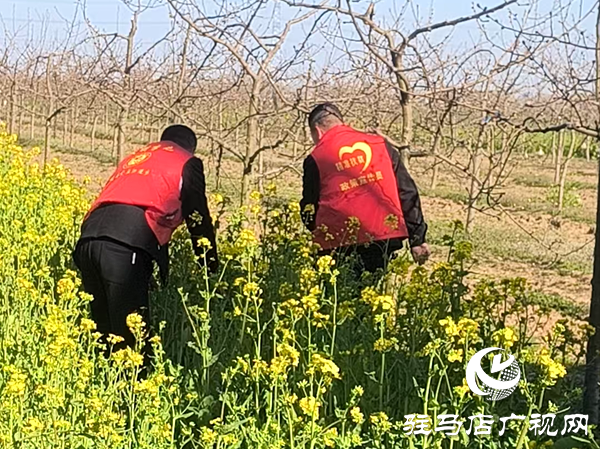 平輿縣李屯鎮(zhèn)：春季踏查守凈土 禁種鏟毒正當時