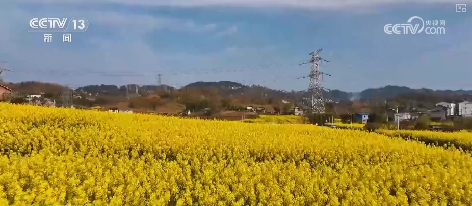 春賞花、夏榨油、秋收糧 “賞花+”扮“靚”經(jīng)濟新增長點