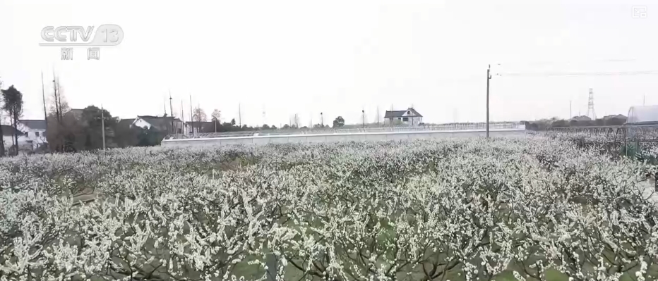 春賞花、夏榨油、秋收糧 “賞花+”扮“靚”經(jīng)濟新增長點
