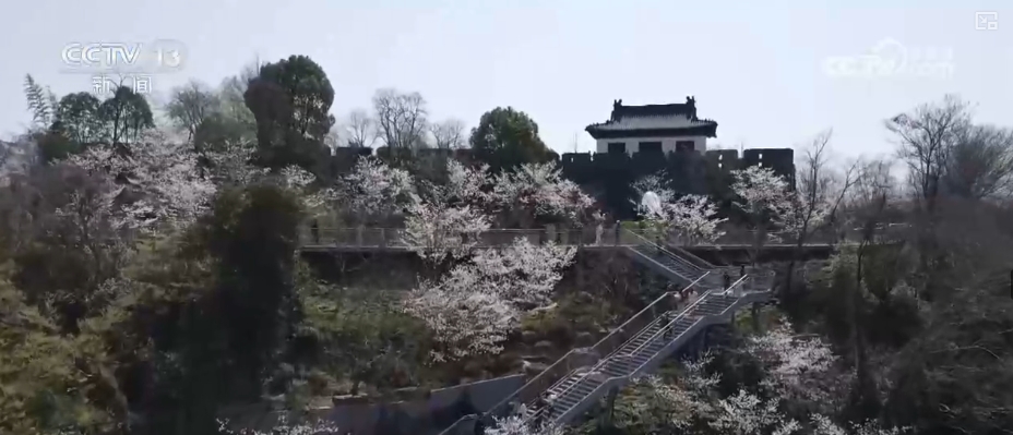 春賞花、夏榨油、秋收糧 “賞花+”扮“靚”經(jīng)濟新增長點