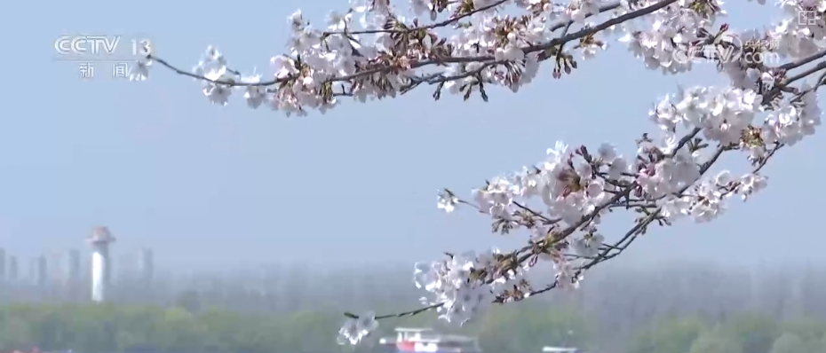 春賞花、夏榨油、秋收糧 “賞花+”扮“靚”經(jīng)濟新增長點