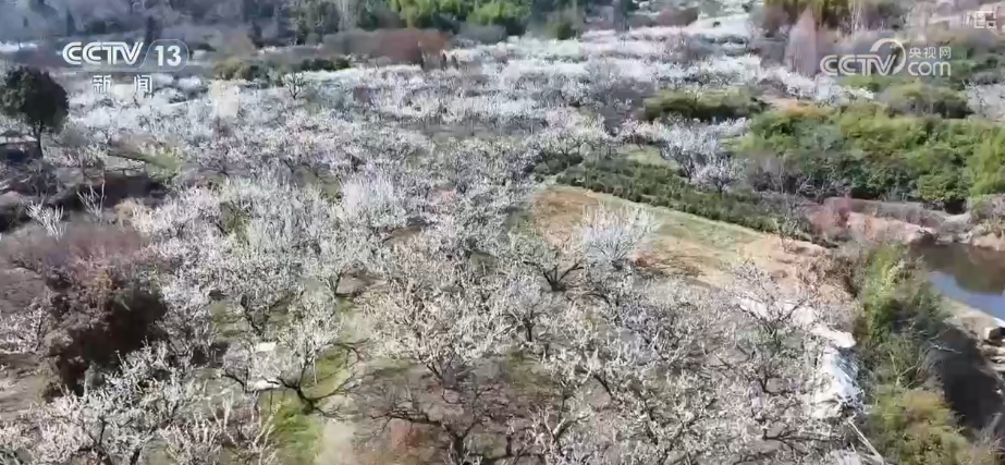 春賞花、夏榨油、秋收糧 “賞花+”扮“靚”經(jīng)濟新增長點