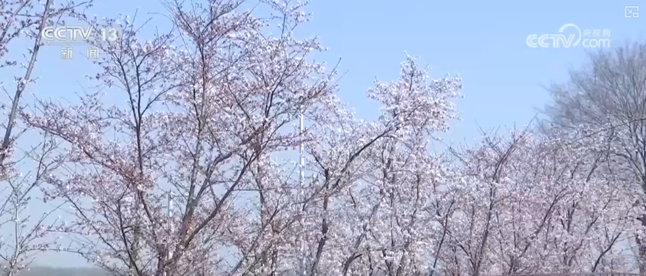春賞花、夏榨油、秋收糧 “賞花+”扮“靚”經(jīng)濟新增長點
