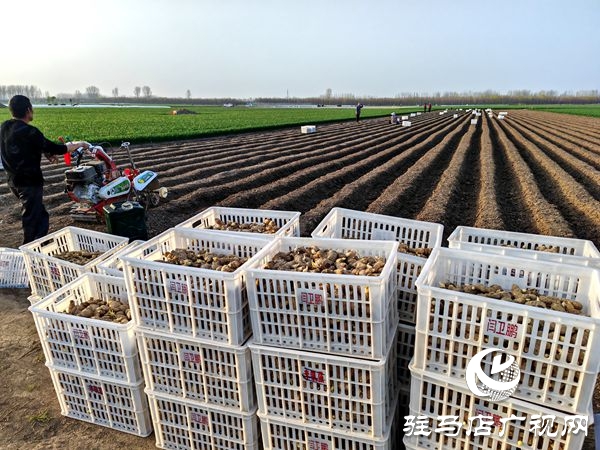  平輿萬畝姜田繪就鄉(xiāng)村振興新圖景“姜”來可期譜新篇