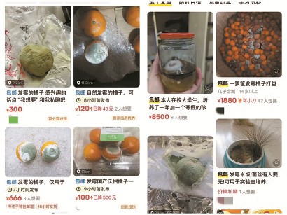 發(fā)霉橘子也能“賣出高價(jià)”，憑啥？