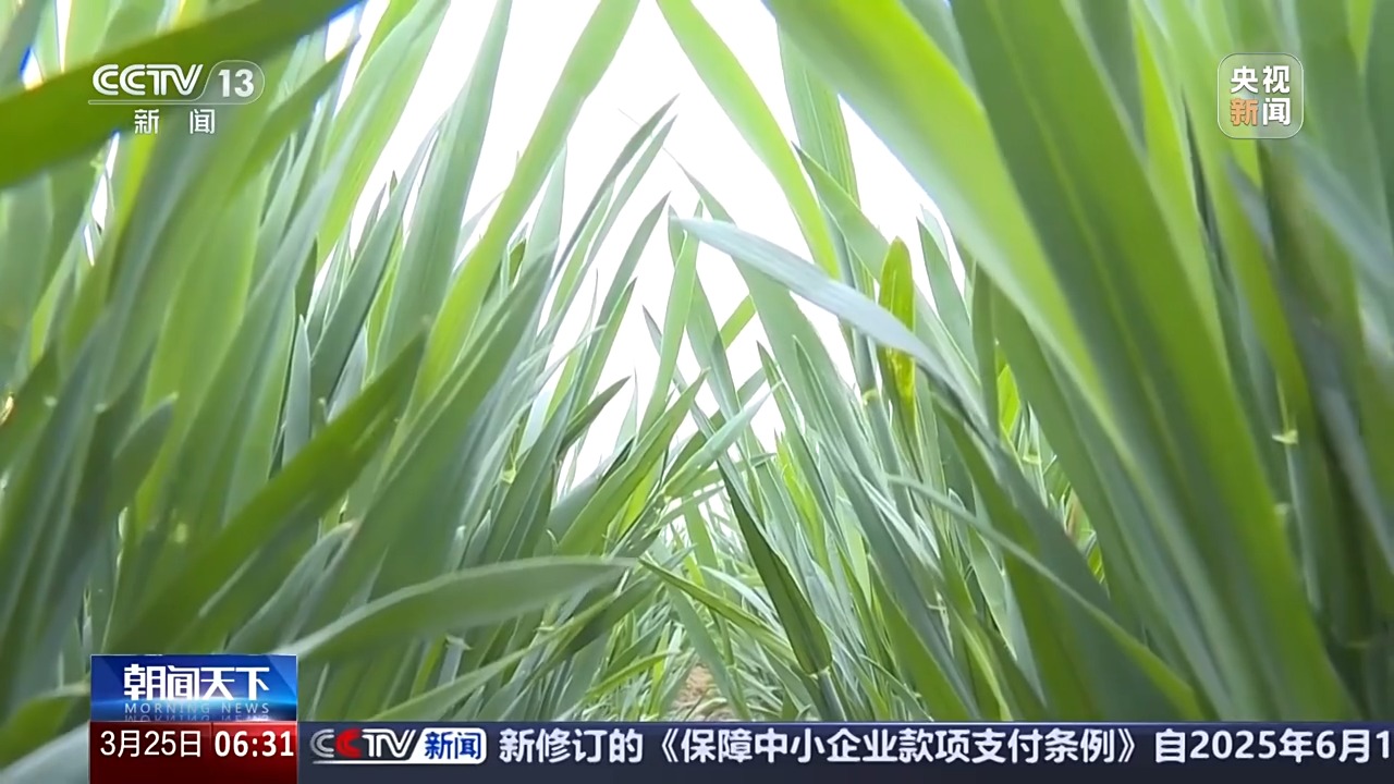 多地氣溫驟降超20℃ 這是“倒春寒”嗎？專(zhuān)家分析