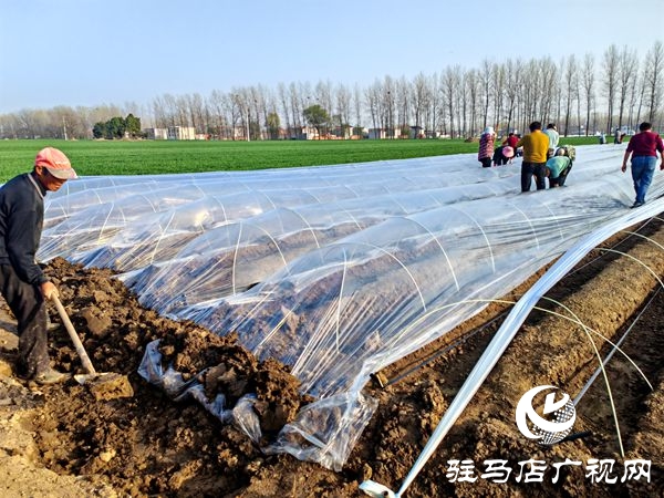 平輿縣：從百畝試驗(yàn)田到萬(wàn)畝“姜”山 特色農(nóng)業(yè)譜寫鄉(xiāng)村振興新篇章