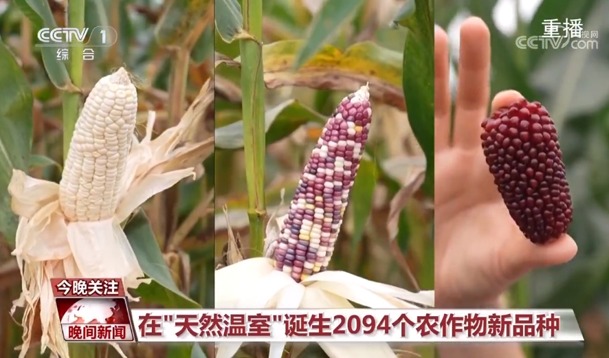 黑紫色玉米、棕色秋葵……你見過的、沒見過的瓜果蔬菜這都有！