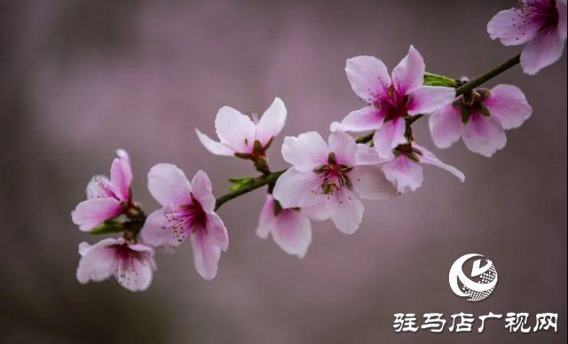 確山縣：三千畝桃林競(jìng)芳菲 螞蟻山成春日打卡地
