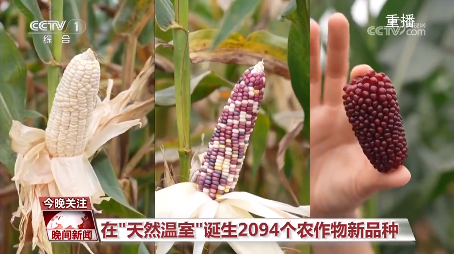 黑紫色玉米、棕色秋葵……你見過的、沒見過的瓜果蔬菜這都有！