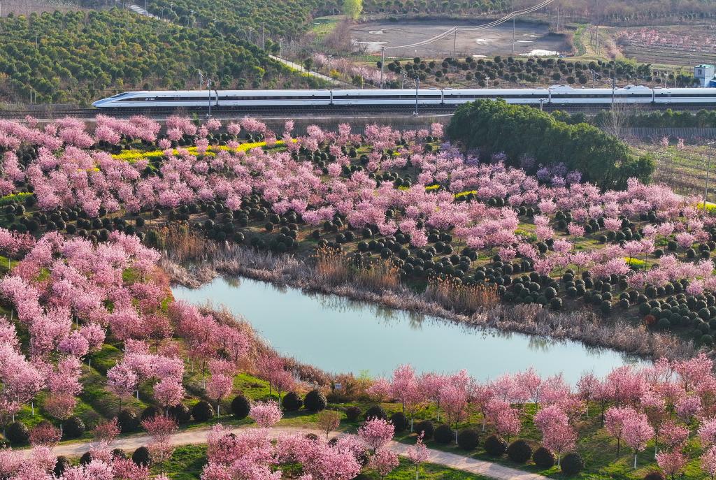 從“劇效應(yīng)”到“花經(jīng)濟(jì)” 春日文旅消費(fèi)市場(chǎng)活力滿(mǎn)滿(mǎn)