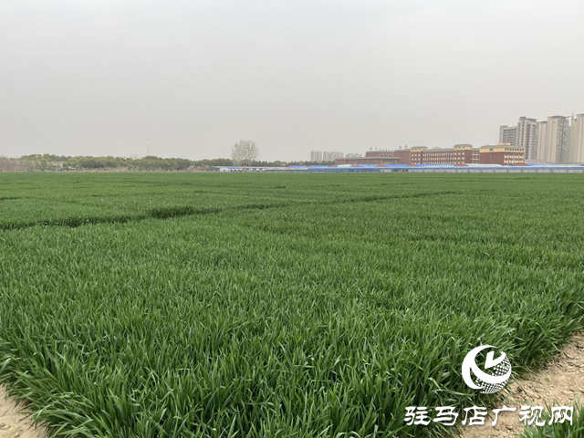 寒潮來襲小麥如何保暖？駐馬店農(nóng)科專家支招科學(xué)應(yīng)對