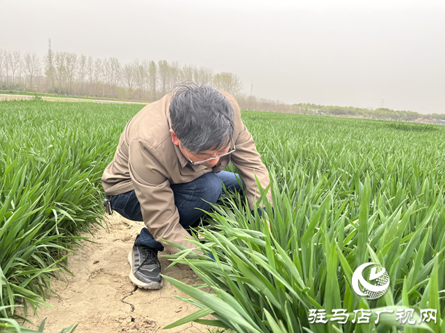 寒潮來襲小麥如何保暖？駐馬店農(nóng)科專家支招科學(xué)應(yīng)對