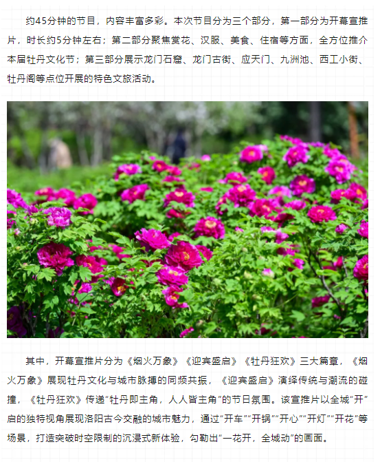今晚8點，第42屆中國洛陽牡丹文化節(jié)線上開幕直播特別節(jié)目上演