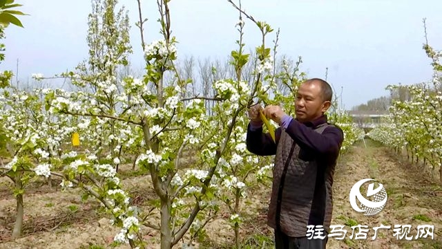 正陽縣：果樹管理正當(dāng)時?繪就鄉(xiāng)村好“豐”景