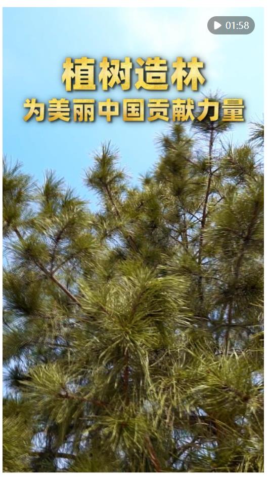第1視點(diǎn)｜植樹(shù)造林 為美麗中國(guó)貢獻(xiàn)力量