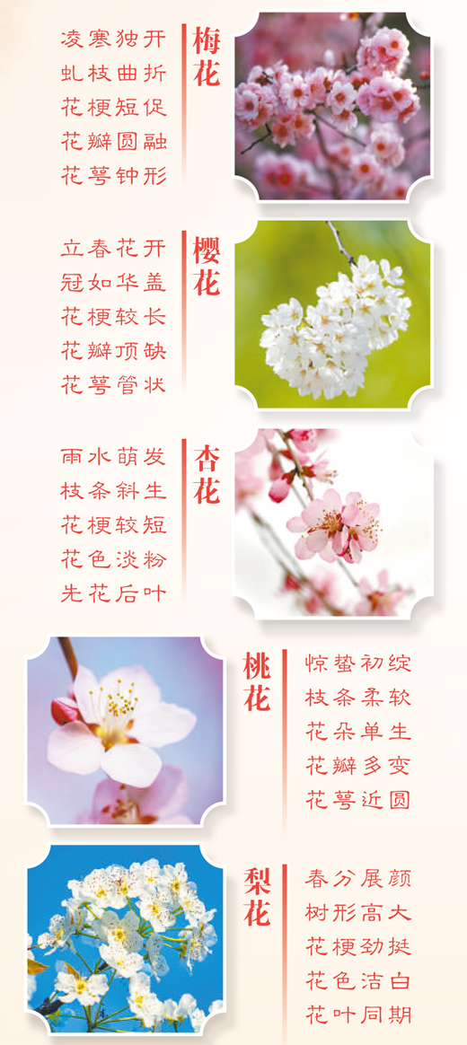 春天里的這些花，如何分辨？