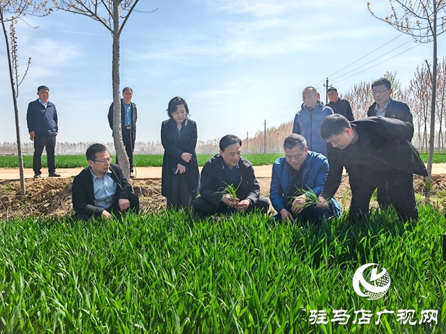  西平縣委書記侯公濤調(diào)研水利項(xiàng)目建設(shè)、麥田管理等重點(diǎn)工作