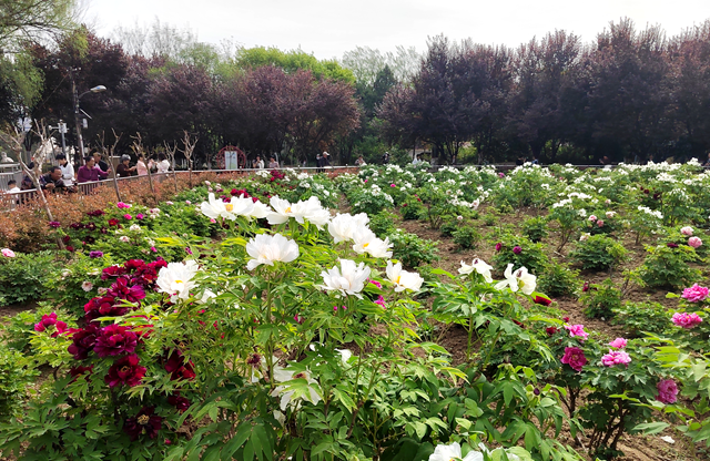 駐馬店南海公園1000多株牡丹迎來(lái)盛花期