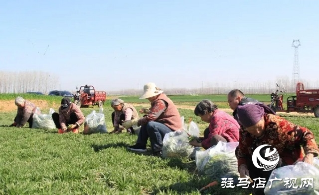 新蔡縣：野菜經(jīng)濟(jì)蒸出新“錢”景 傳統(tǒng)蒸菜香飄全國餐桌