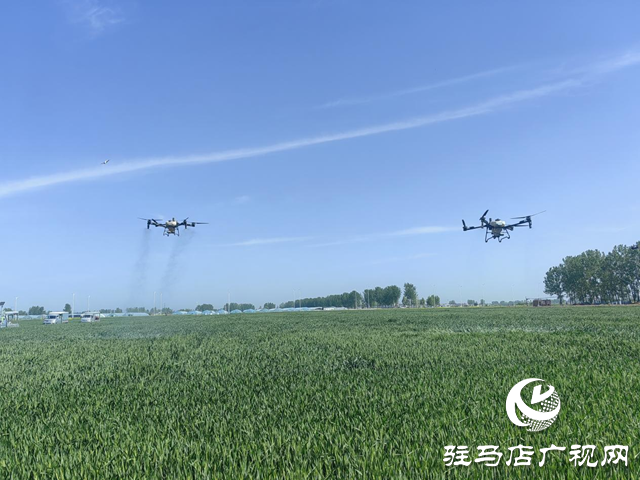 驛城區(qū)20萬物資+無人機(jī)飛防打響小麥病蟲害防治“攻堅(jiān)戰(zhàn)”