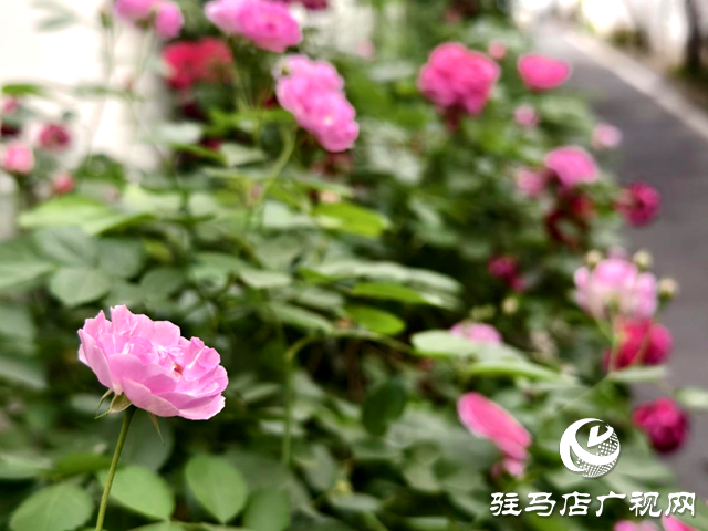 又是一年薔薇開(kāi) 花香滿園沁心田
