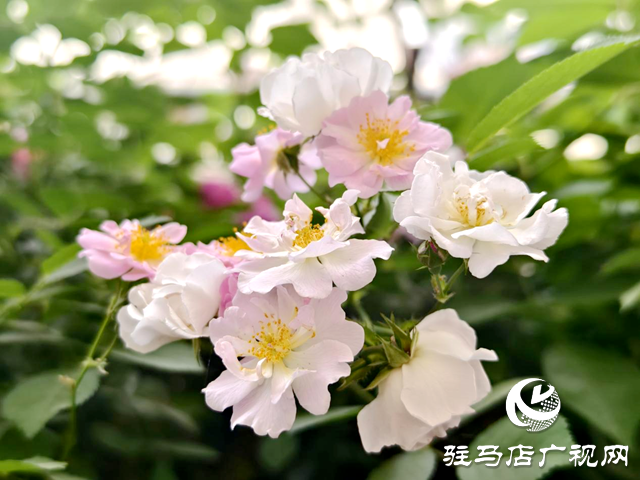 又是一年薔薇開(kāi) 花香滿園沁心田