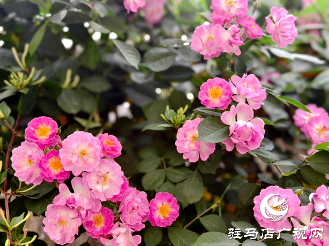 又是一年薔薇開(kāi) 花香滿園沁心田