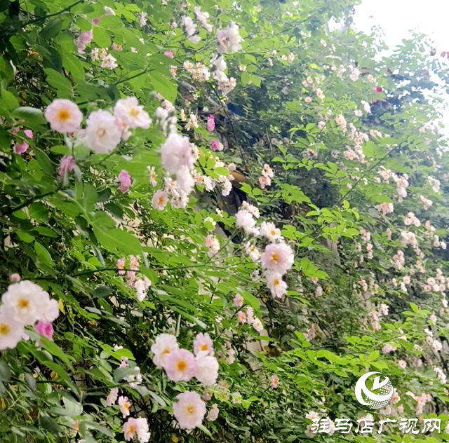 又是一年薔薇開(kāi) 花香滿園沁心田