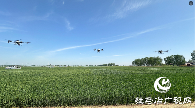 中原農險駐馬店市分公司：冬小麥“一噴三防”飛防作業(yè) 護航夏糧豐產豐收?