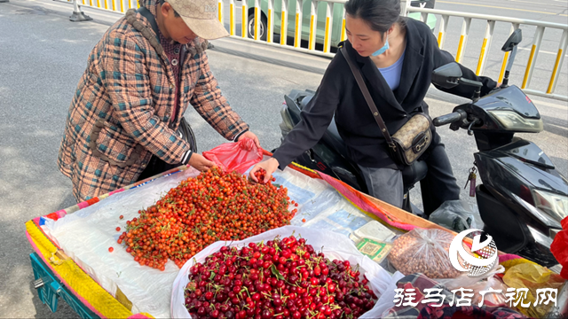 本地櫻桃搶“鮮”上市 價格親民受市民熱捧