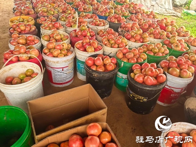 新蔡縣頓崗鄉(xiāng)：人大代表心系群眾，沙瓤番茄鋪就致富路