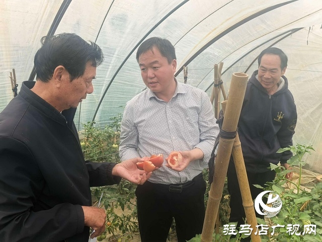 新蔡縣頓崗鄉(xiāng)：人大代表心系群眾，沙瓤番茄鋪就致富路