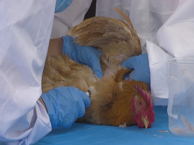 駐馬店市動物疫病防疫檢疫中心發(fā)布2025年5月份動物疫病預警預報