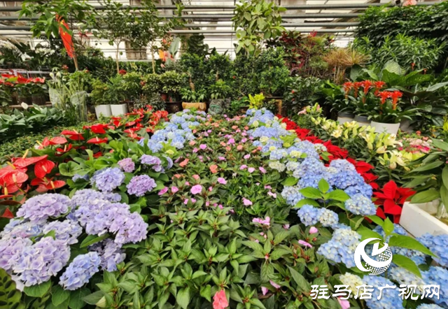 “五一”假期 花卉市場(chǎng)銷售旺