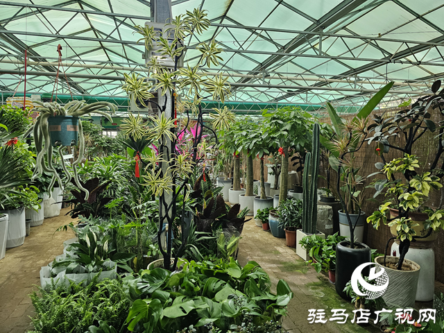 “五一”假期 花卉市場(chǎng)銷售旺