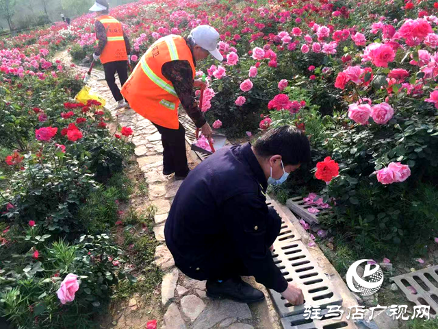 綠意蔥蘢花滿城！確山縣住建局精心打造“城市大花園”