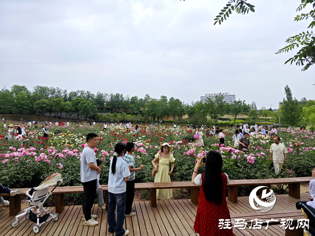 綠意蔥蘢花滿城！確山縣住建局精心打造“城市大花園”