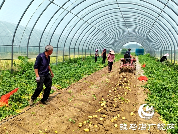 平輿縣辛店鄉(xiāng)黃寨村：春土豆迎來豐收季 助農(nóng)增收添“薯”光