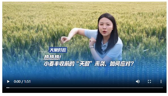 熱熱熱！小麥豐收前的“天敵”來襲，如何應(yīng)對？