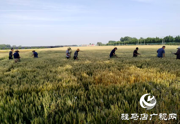 平輿縣李屯鎮(zhèn)積極開展多花黑麥草防治工作保障夏糧豐收