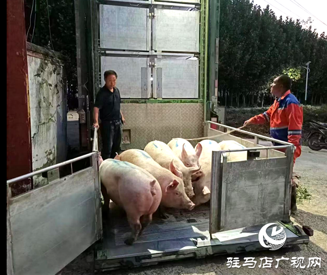 確山縣：推行適度規(guī)模經(jīng)營  助推生豬產(chǎn)業(yè)健康發(fā)展