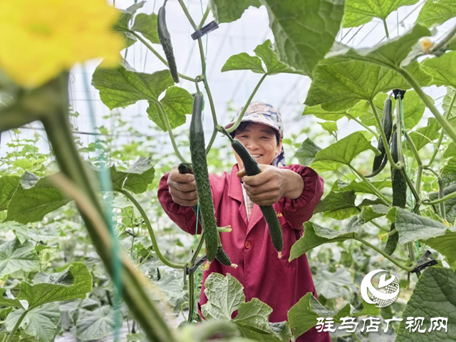 驛城水屯鎮(zhèn)：黨建引領(lǐng)特色種植 小黃瓜助農(nóng)增收