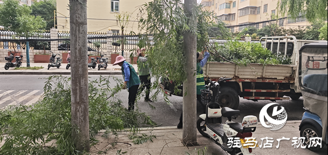  開發(fā)區(qū)城市管理局：持續(xù)開展行道樹安全修剪專項(xiàng)行動(dòng)