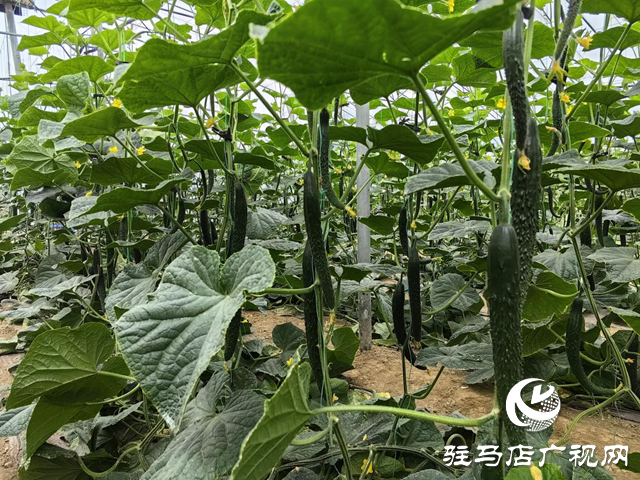 驛城水屯鎮(zhèn)：黨建引領(lǐng)特色種植 小黃瓜助農(nóng)增收